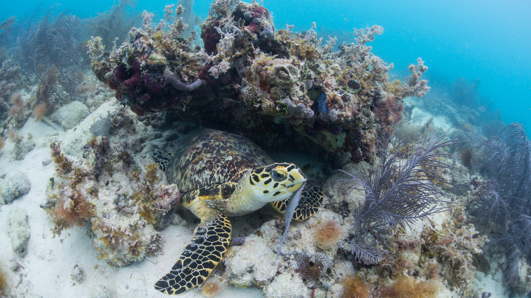 Sea turtle resting under coral in an underwater reef.