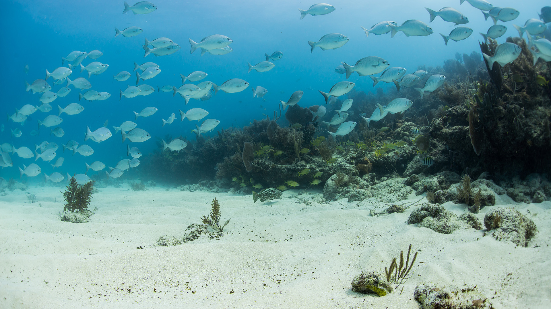School of fish swimming over coral reef on ocean floor.